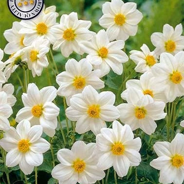 Dahlia Special Sneezy 1-pakning
